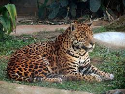 Jaguar amazonico